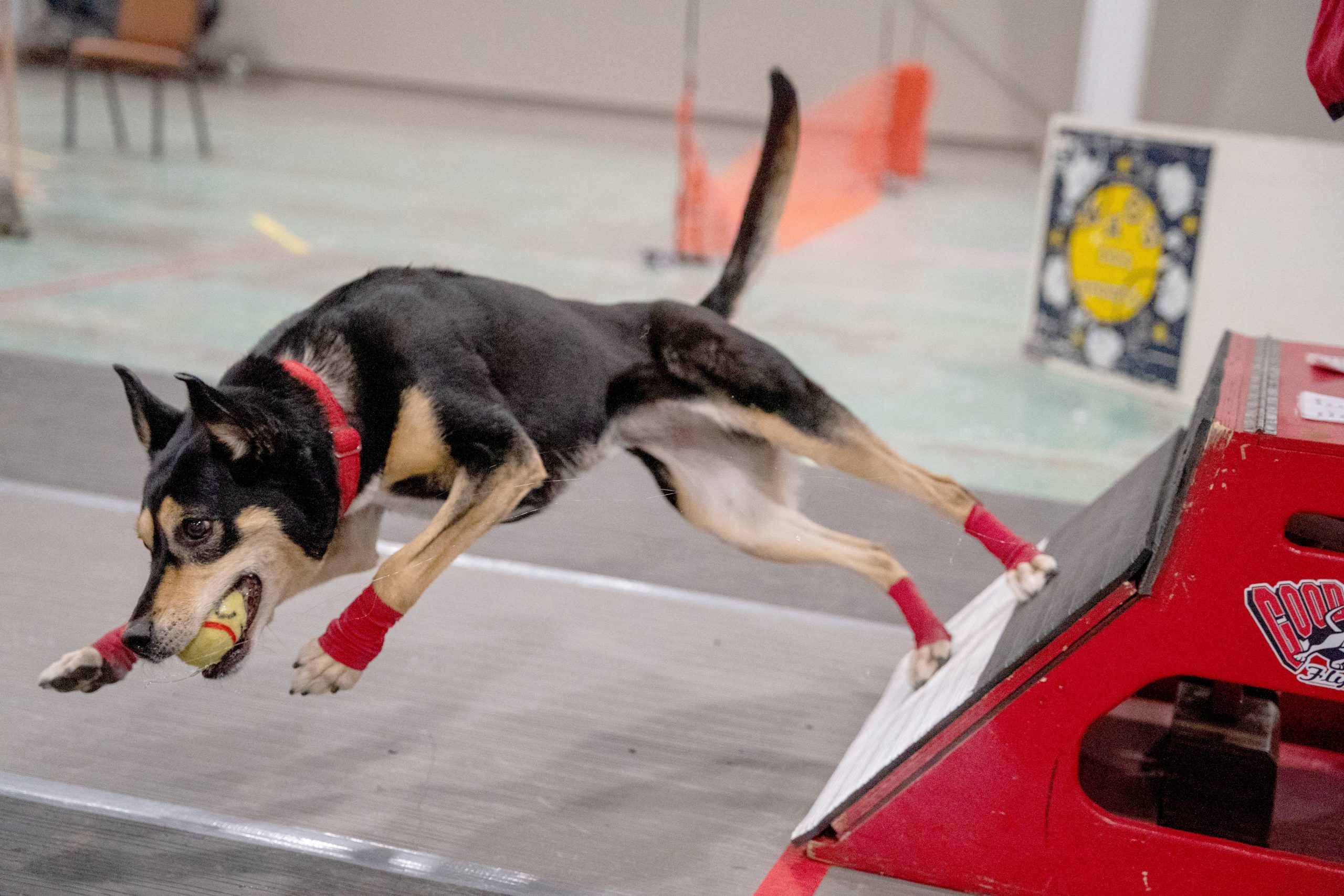 Kelpie breed dog on coming off the flyball box.