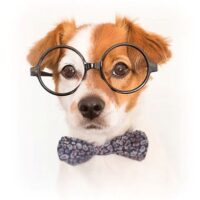 Picture of Staff Writer