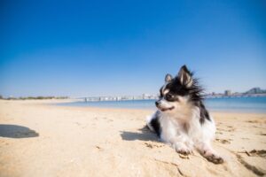 Small dog on beach