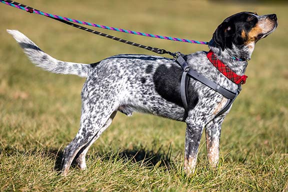 Bluetick Coonhound Dog wearing different pieces of training equipment.