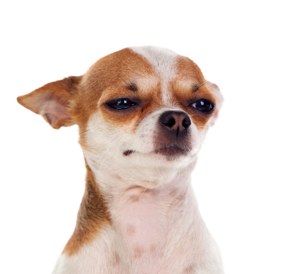 Dog with ears pinned back against its head.