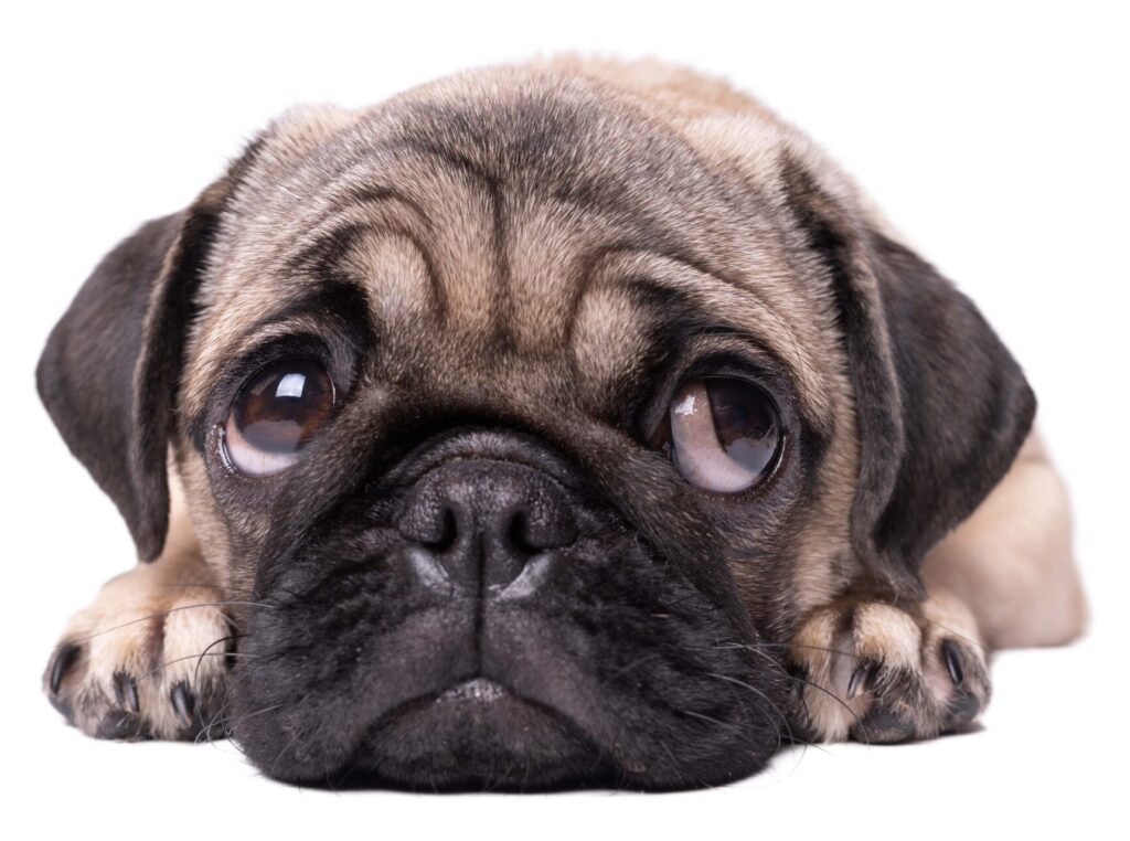 Pug lying down and looking up with big wide eyes.