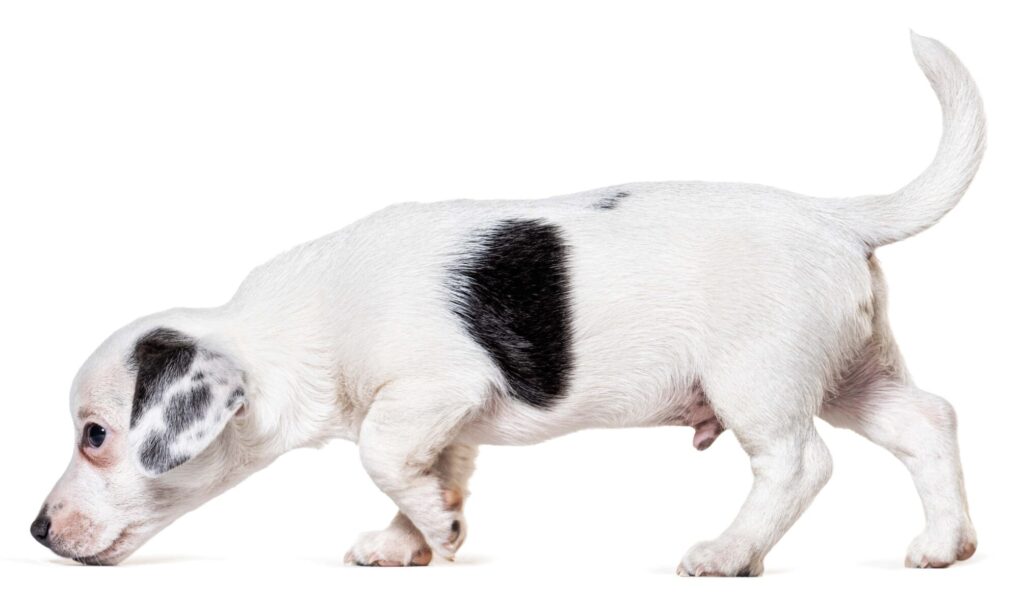 Dog sniffing ground.