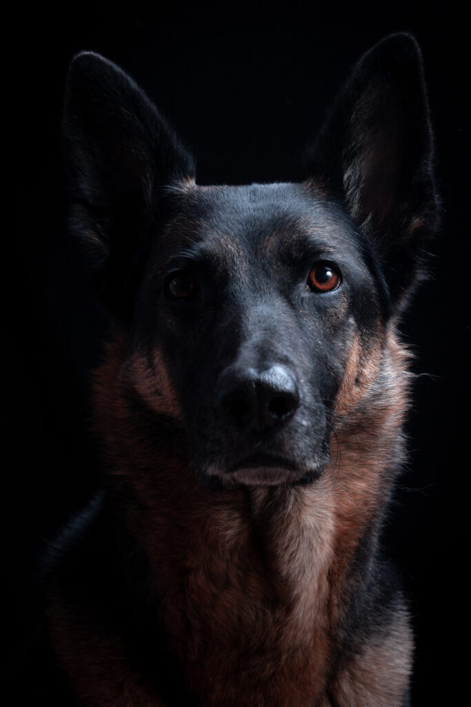 German Shepard Dog