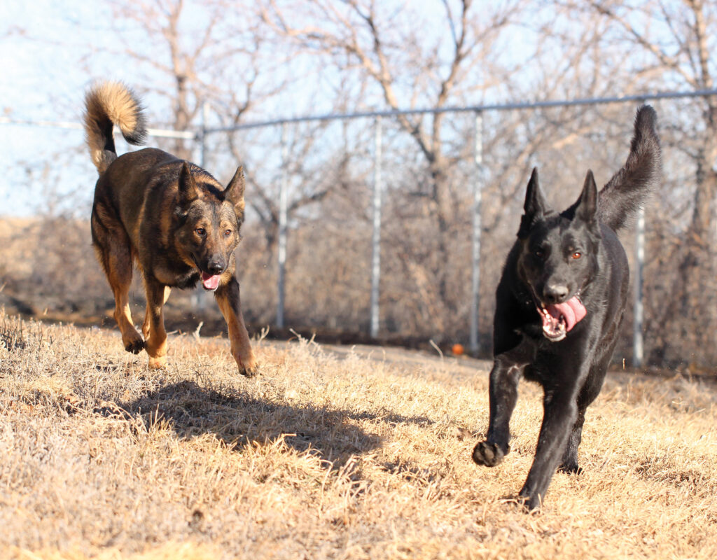 Search and Rescue tracking dogs on pursuit.