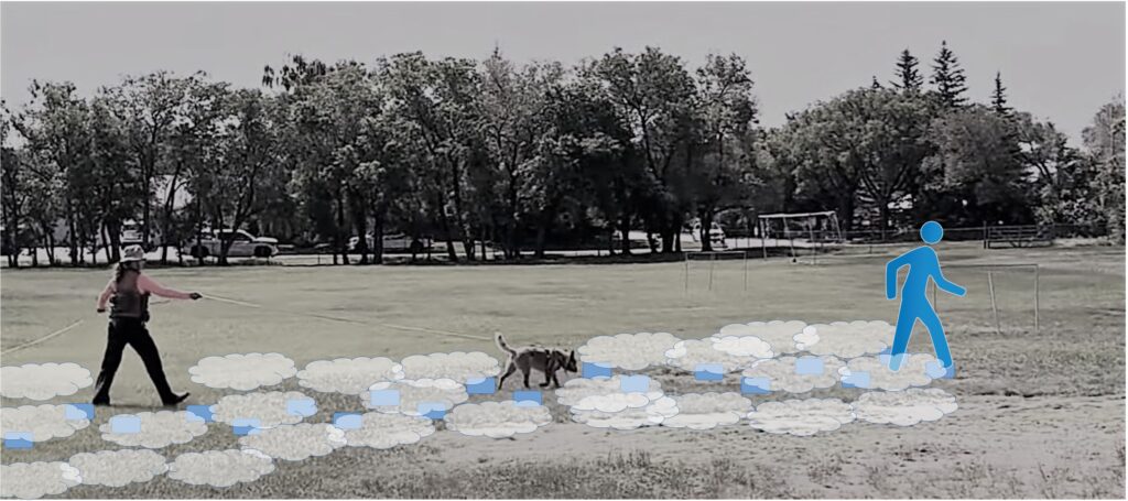 Photo: Dogs hunt human scent, and they must be able to discriminate the target scent from that of other people and animals, who may also have been in the area. Video still photo is from aSpiritdance Tracking clinic, used with permission, and is further illustrated by Louise Yates.