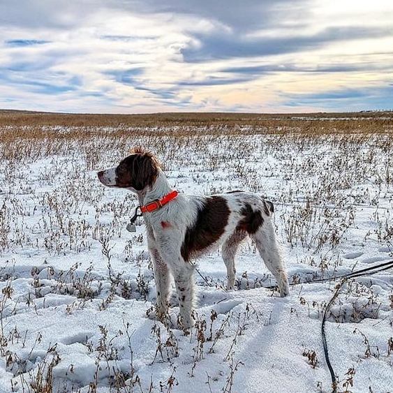 Bad Apple Bird Dogs