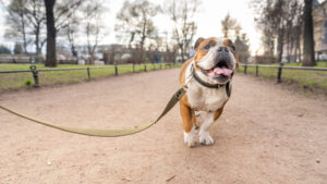 Bulldog going for a walk