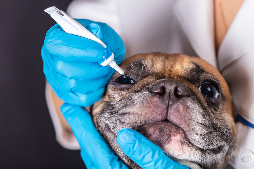 Giving a dog eye drops.
