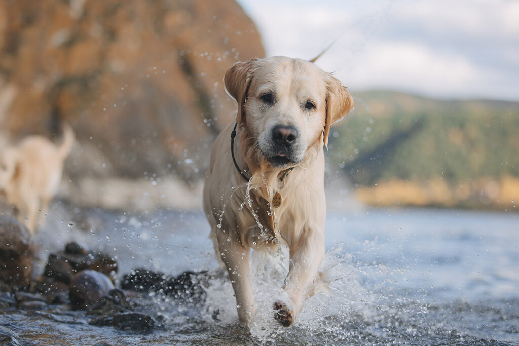 Golden retriever walks on the seashore in the mountains