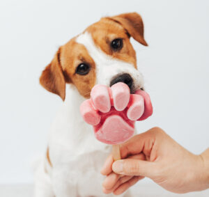 The Jack Russell Terrier eats ice cream.