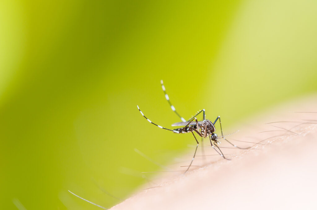 Mosquito on a person up close.