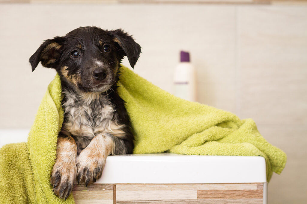 lovely wet border collie puppy dog covered in a towel in a bath
