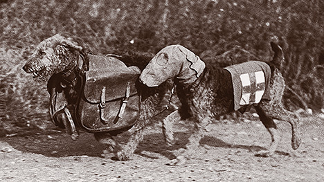 These two dogs had been placed with a forward artillery post at Vimy Ridge.