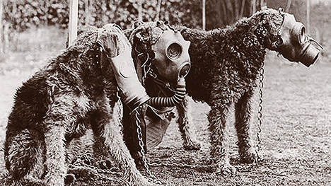 Airedales were used as messenger dogs during World War II, where they were considered war heroes.